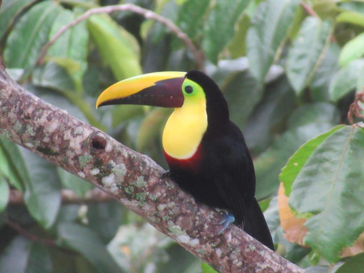 Toucan Lane Hotel And Restaurant Nuevo Arenal Bagian luar foto